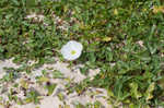 Beach morning-glory